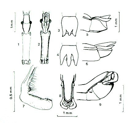 Schidium palinuri e altri Metapterini (Het., Reduviidae)